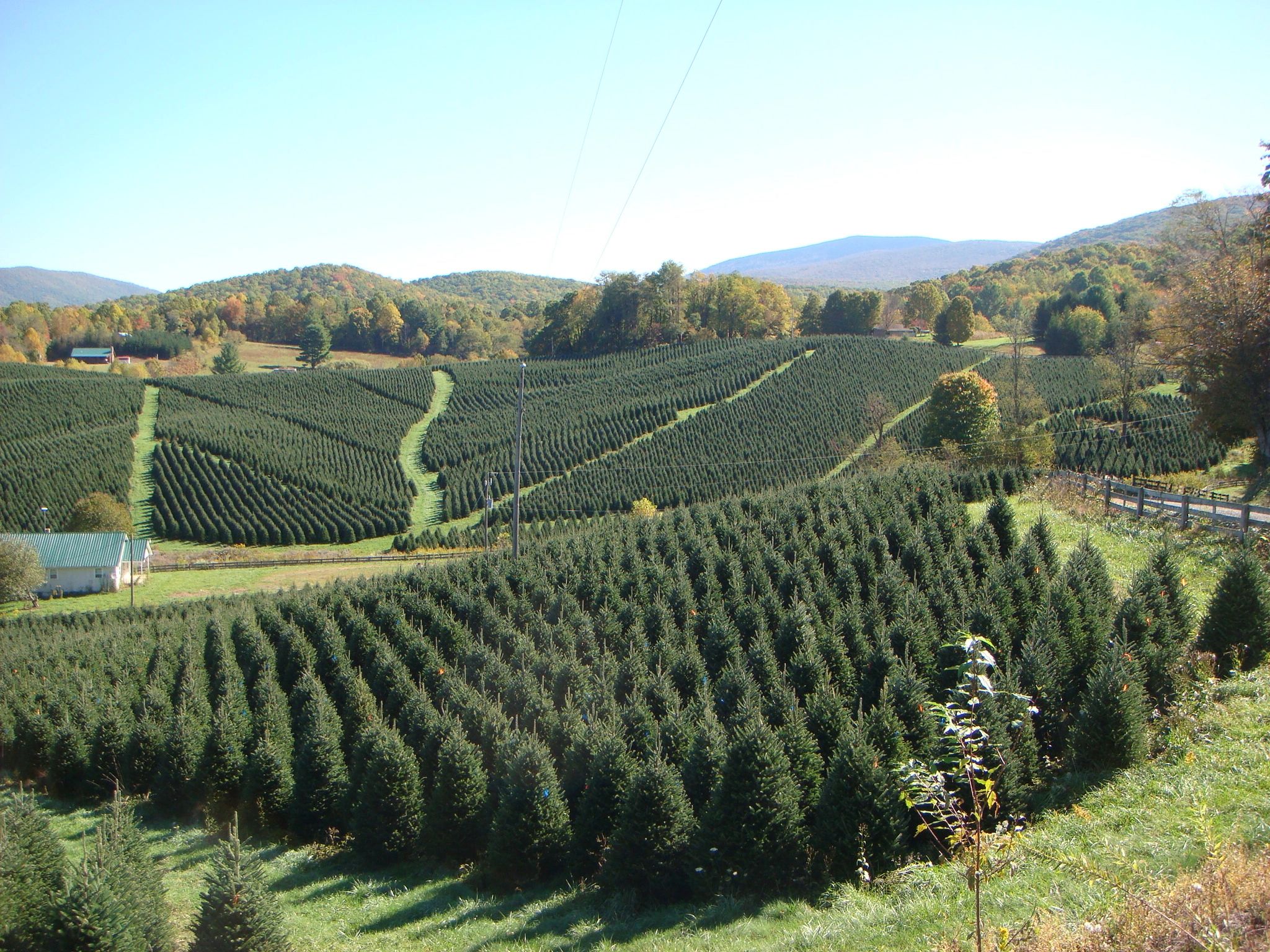 Aerial view of Christmas tree farm with rolling hills